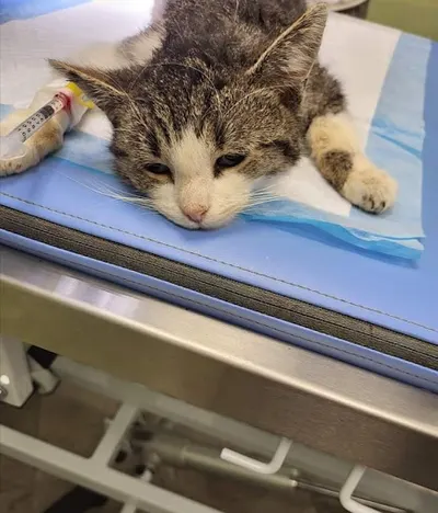 Gabinet Weterynaryjny SONDA- Ewa Torbicka